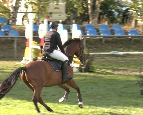 Reitturnier Dannenberg 2025