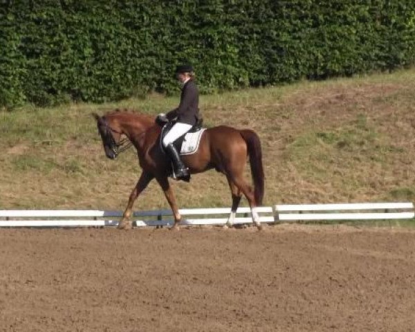 Dressur- und Springturnier Vlotho-Exter 2014