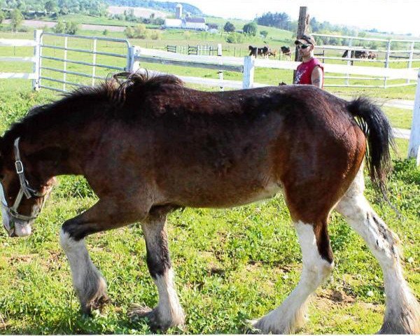 horse Still Brooks R&M Willow (Clydesdale, 2013, from GSL Sensation's Commander) horse Still Brooks R&M Willow (Clydesdale, 2013, from GSL Sensation's Commander)