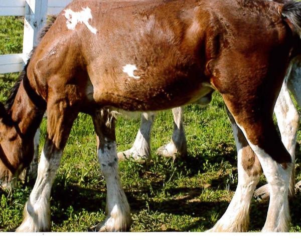 broodmare Still Brooks R&M Monarch (Clydesdale, 2013, from GSL Sensation's Commander) broodmare Still Brooks R&M Monarch (Clydesdale, 2013, from GSL Sensation's Commander)