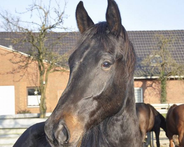 stallion Asamoah S (Westphalian, 2014, from All At Once)