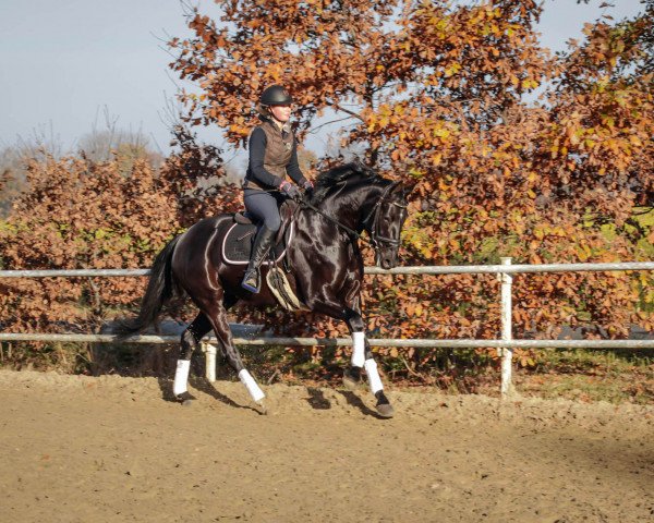 horse Daria 138 (Hanoverian, 2015, from Don Frederico)