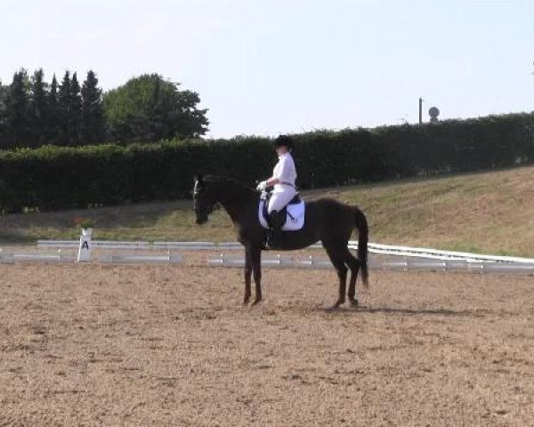 Dressur- und Springturnier Vlotho-Exter 2014