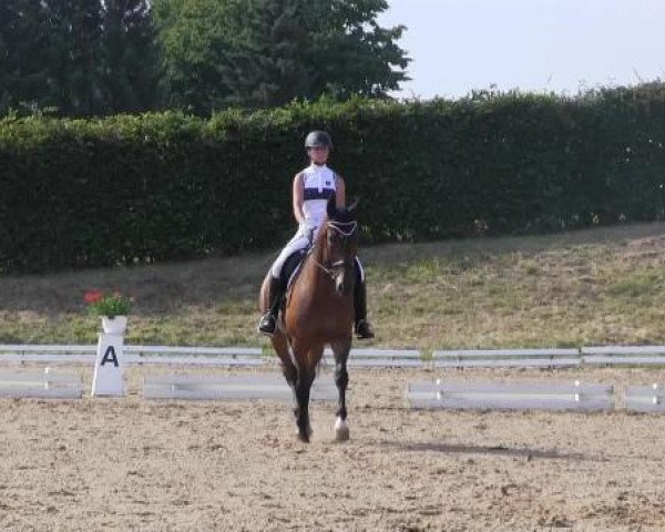 Dressur- und Springturnier Vlotho-Exter 2014