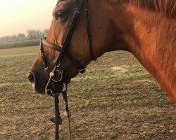 broodmare La pura Vida HL (Rhinelander, 2009, from Lord Z)