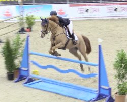 jumper Saphir 446 (Hanoverian, 2014, from Stakkato)