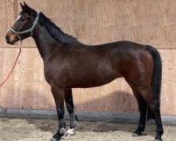 broodmare Millennia 6 (Holsteiner, 2017, from Million Dollar)