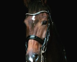 dressage horse Enrico SR (KWPN (Royal Dutch Sporthorse), 2009, from San Remo)
