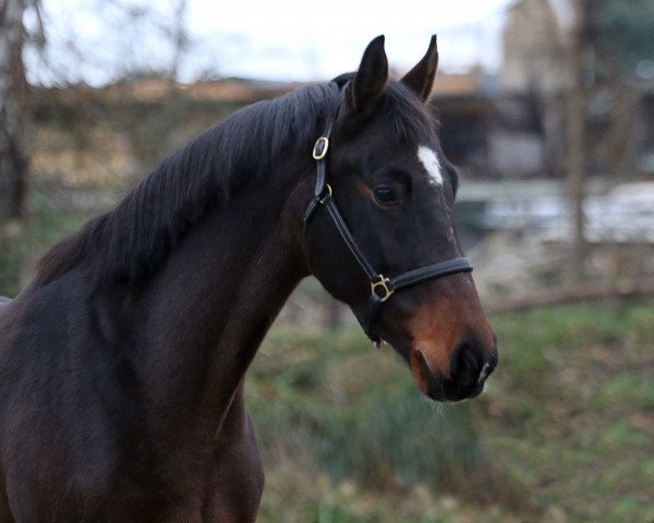 broodmare Top Girl (Hanoverian, 2013, from Totilas) broodmare Top Girl (Hanoverian, 2013, from Totilas)
