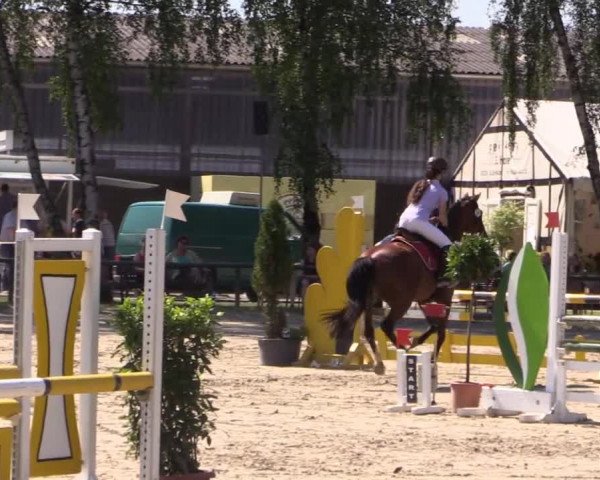 Großes Reit- und Springturnier Herbern 2014