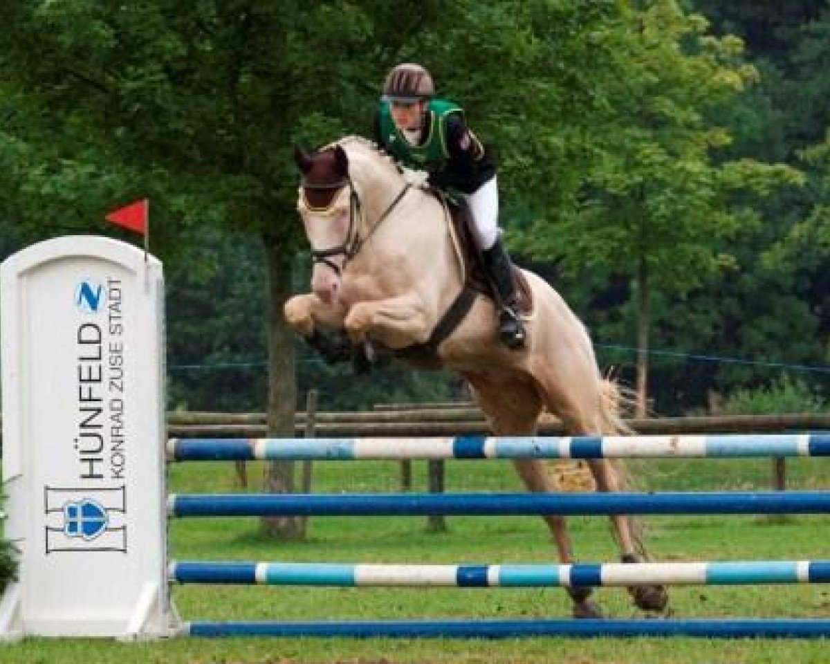 stallion Rff The Alchemist xx (Thoroughbred, 2003, from Rff King's Ransom xx)