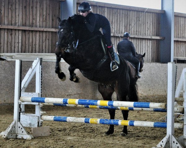 horse Imperator N (Oldenburg show jumper, 2017, from I'm Special de Muze)