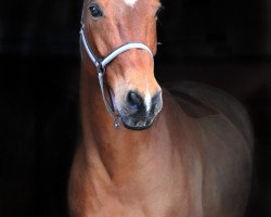dressage horse Caspar 208 (unknown, 2005)