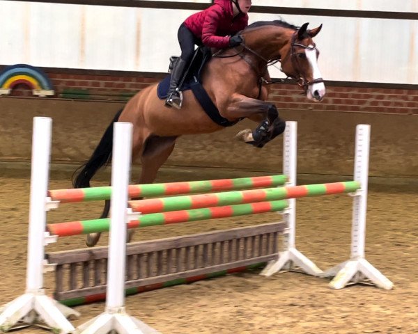 jumper Cornets Lady (Oldenburg, 2011, from Cornet's Prinz)