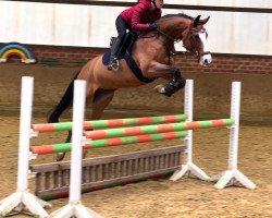 jumper Cornets Lady (Oldenburg, 2011, from Cornet's Prinz)