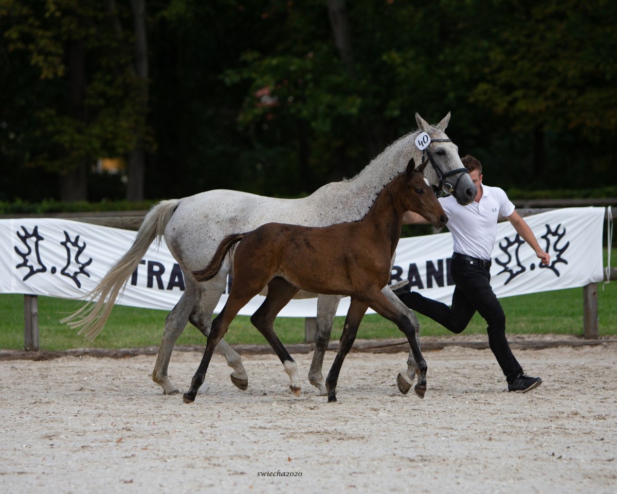 horse Dannenberg (Trakehner, 2020, from Nathan de la Tour AA)