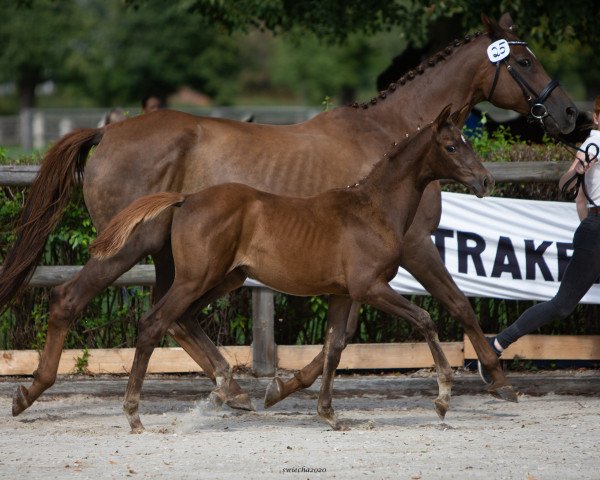 Zuchtstute Herbstdame (Trakehner, 2020, von Der Dürer)