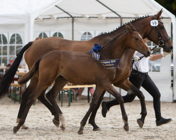 horse Mr. Smith (Trakehner, 2020, from Zauberdeyk)