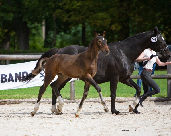 horse Polarsturm (Trakehner, 2020, from Come close)