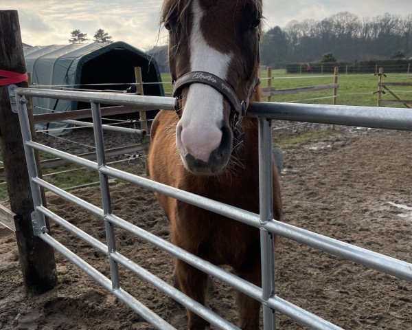 horse Diamonds Lilly (German Riding Pony, 2018, from Diamond Touch NRW) horse Diamonds Lilly (German Riding Pony, 2018, from Diamond Touch NRW)