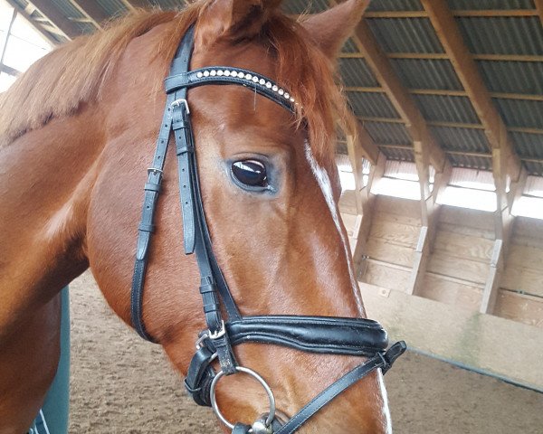 Pferd D'Artagnan von der Ems (Hannoveraner, 2015, von Don Frederico)