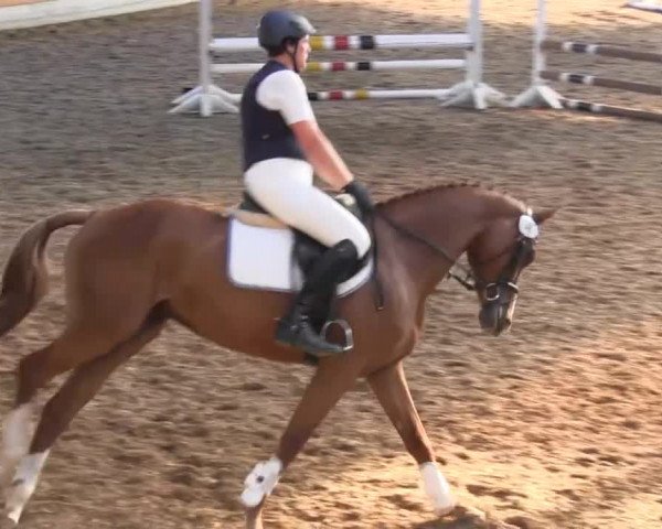 Großes Reit- und Springturnier Herbern 2014