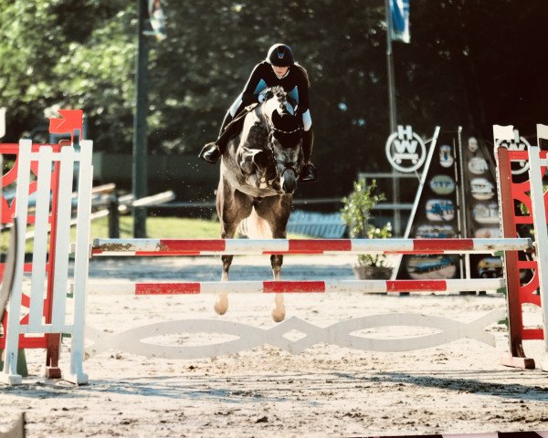 jumper Van Balou (Westphalian, 2015, from Vancouver d'Auvray)