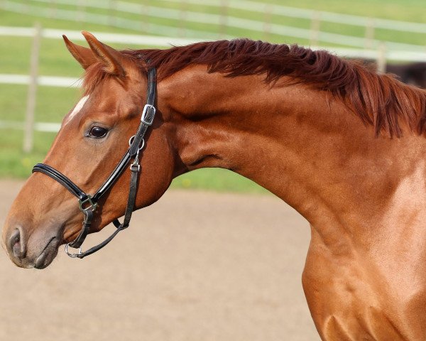 horse Betty Fox (Hanoverian, 2018, from Blue Hors Baron)