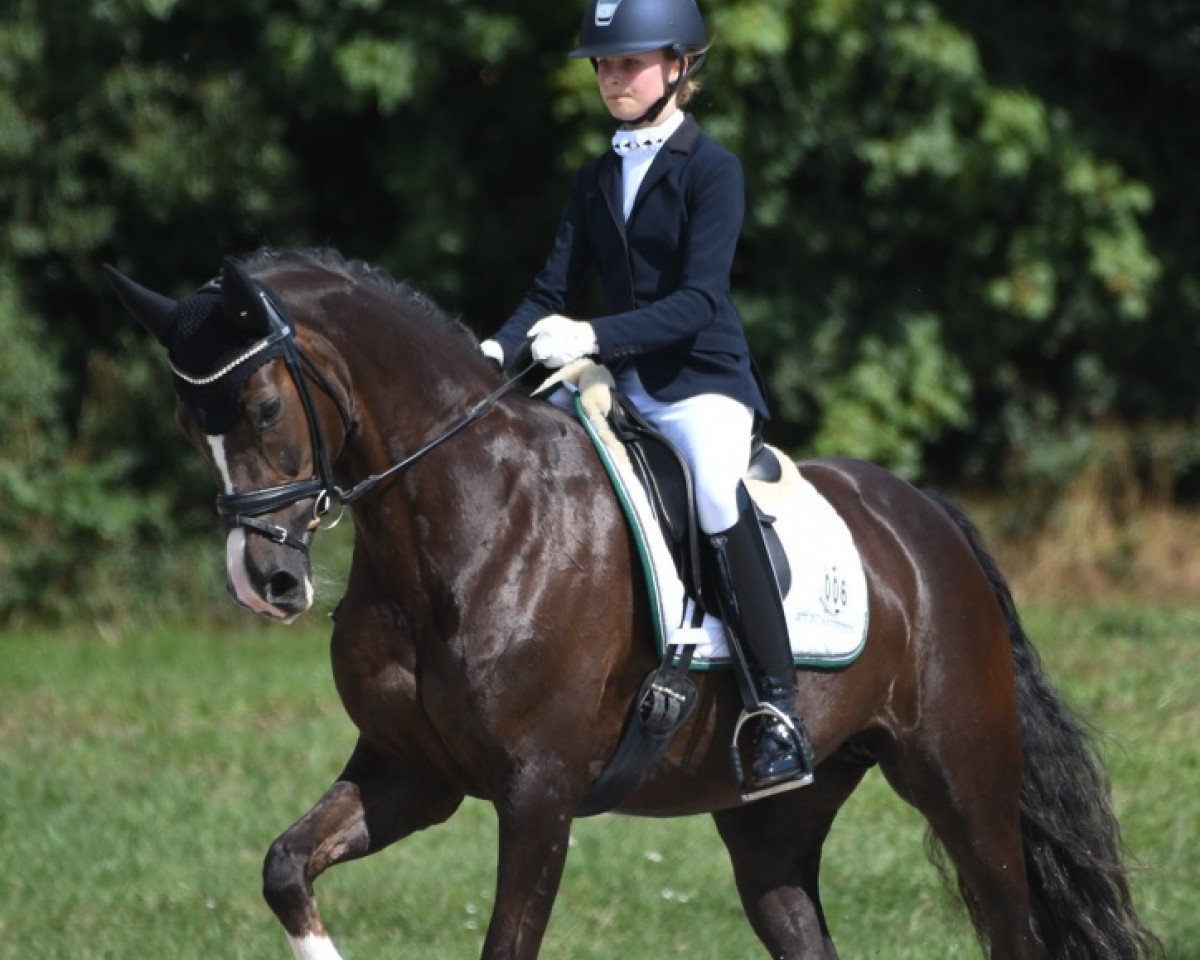 dressage horse Struntze's Masterpiece (Welsh Partbred, 2010, from Fjordglimt Mr Gipson)