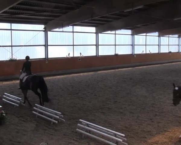 Großes Reit- und Springturnier Herbern 2014