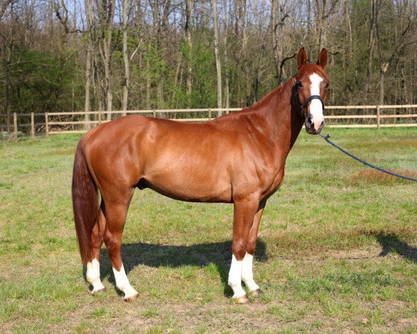 Springpferd Gibraltar Dharreville (Selle Français, 2016, von Dandy du Marais II)