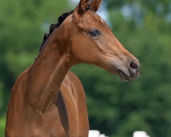 broodmare Eine Empfehlung (Westphalian, 2020, from Escamillo)