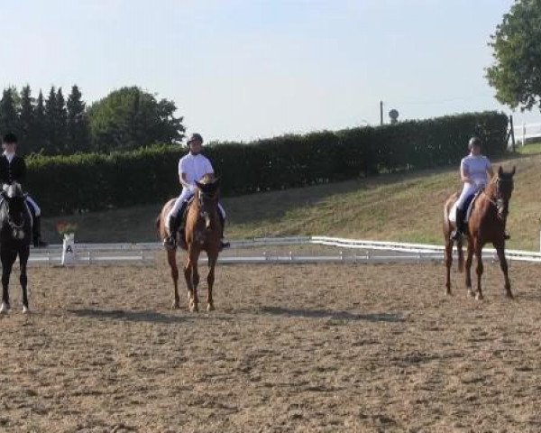 Dressur- und Springturnier Vlotho-Exter 2014