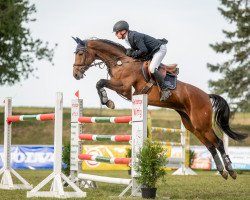 broodmare Cantipsy Nf (German Sport Horse, 2013, from Tipsy's Pet xx)