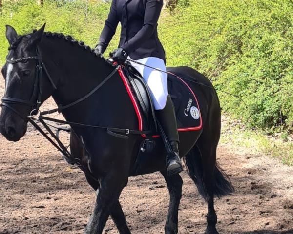 Kůň Celli Catniss (Welsh Cob (sekce D), 2015, od Ponypower Premiere Chopin)