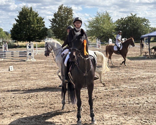 Springpferd Lotte (Hannoveraner, 2013, von Lemony's Nicket)