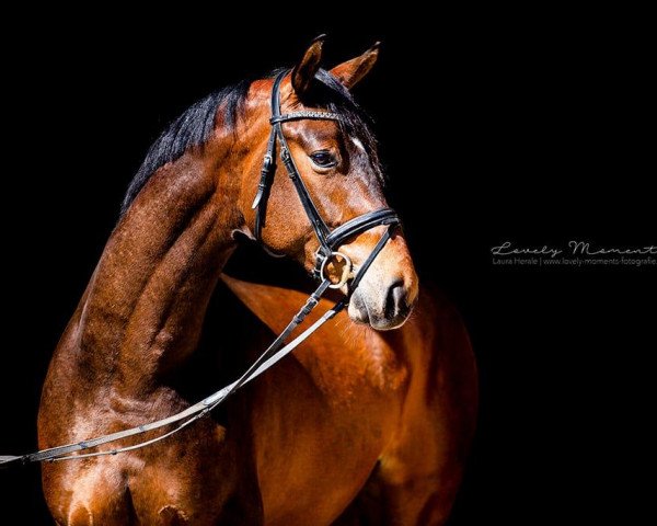 dressage horse Don Disney (Hanoverian, 2015, from Don Index)