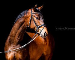 dressage horse Don Disney (Hanoverian, 2015, from Don Index)