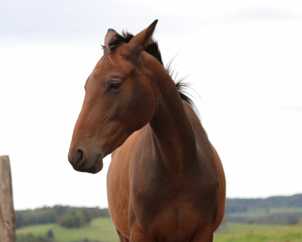 broodmare Roßdame (Trakehner, 2017, from Hirtentanz 2)