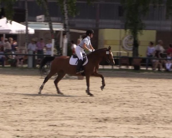 Großes Reit- und Springturnier Herbern 2014