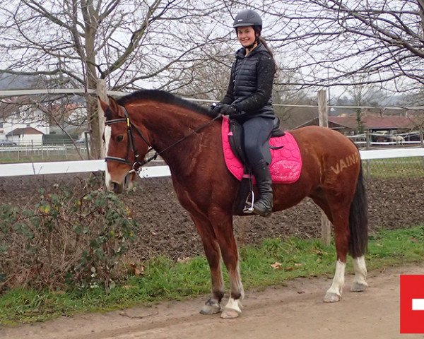 Pferd Vaina (Freiberger, 2016, von Niagara 34)
