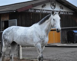 dressage horse Pina Colada 224 (German Sport Horse, 2012, from Calido I)
