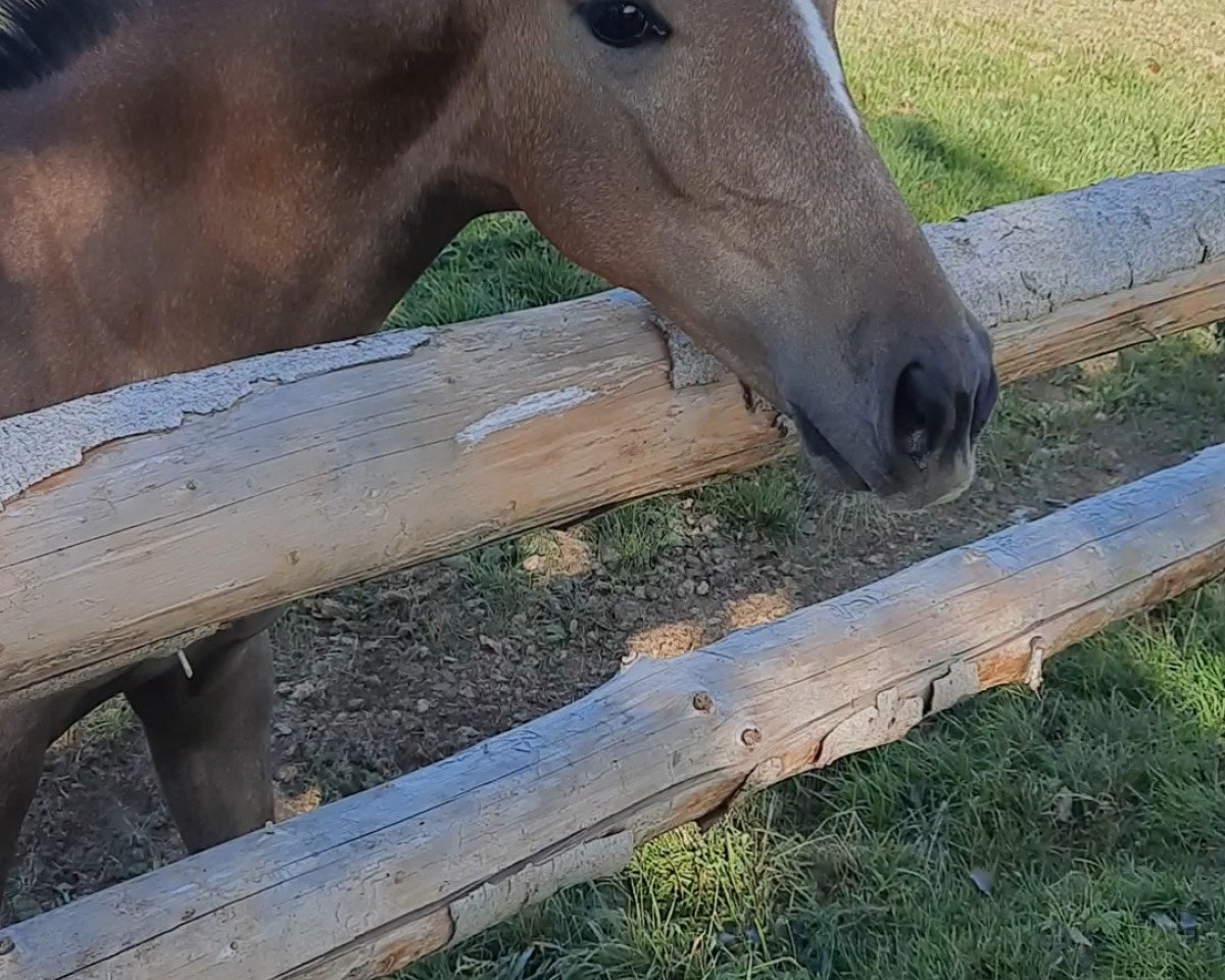 horse Gitana (Westphalian, 2020, from Great Star 4)