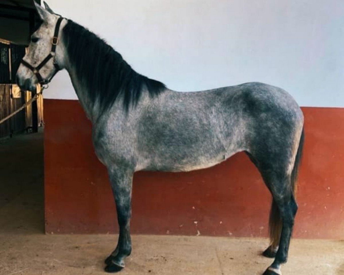 Pferd Alejandria (Andalusier, 2016)