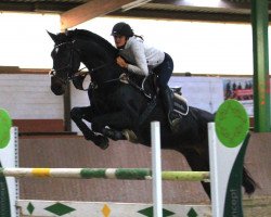 jumper Arezzo 14 (Holsteiner, 2003, from Aljano)