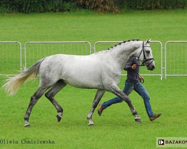 stallion Shakiro Boy (Oldenburg, 2003, from Sunny-Boy)