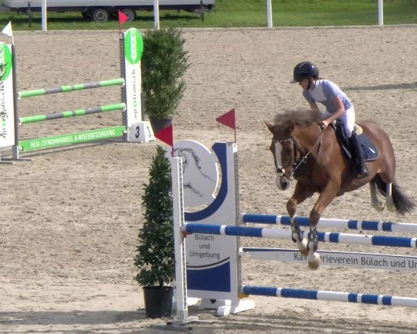 Reitturnier Bülach 2025