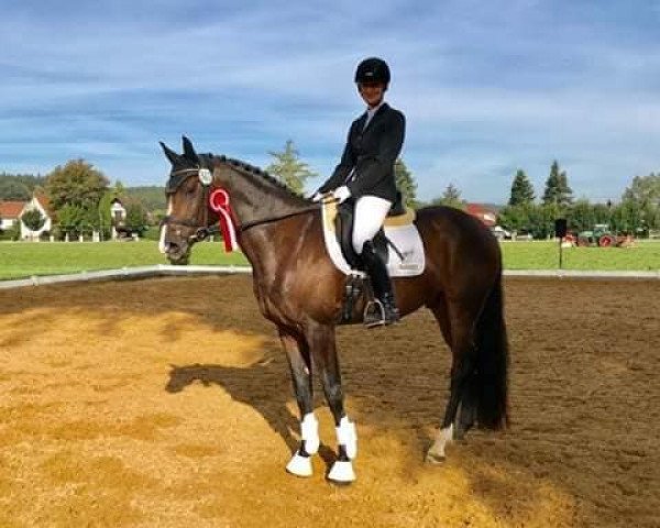 horse Quiet Starlight K (German Warmblood, 2014, from Quinto's Chamb)