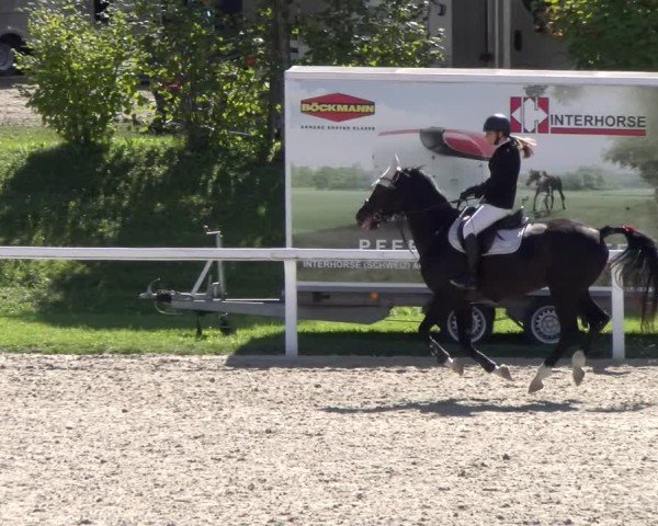 Reitturnier Bülach 2025