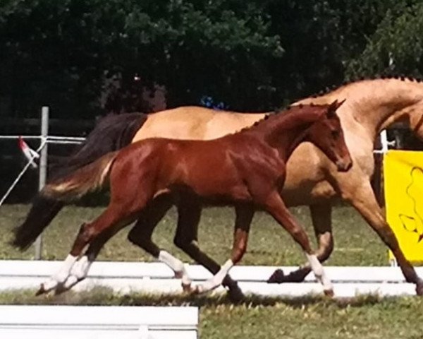 horse Waynara (German Riding Pony, 2019, from Heidbergs Nancho Nova)